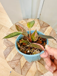 Philodendron Pink Princess Tricolour