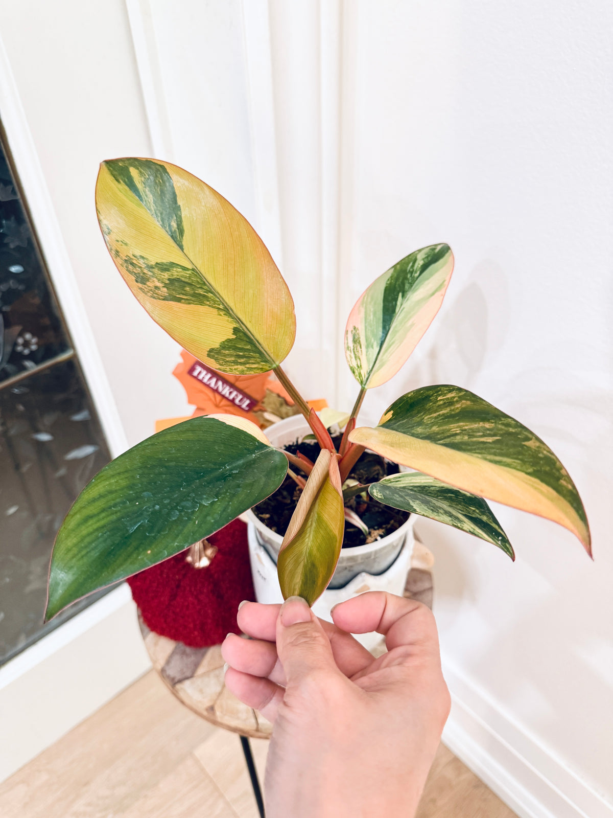 Philodendron Red Congo Variegated
