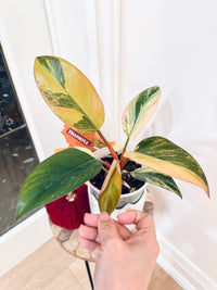 Philodendron Red Congo Variegated