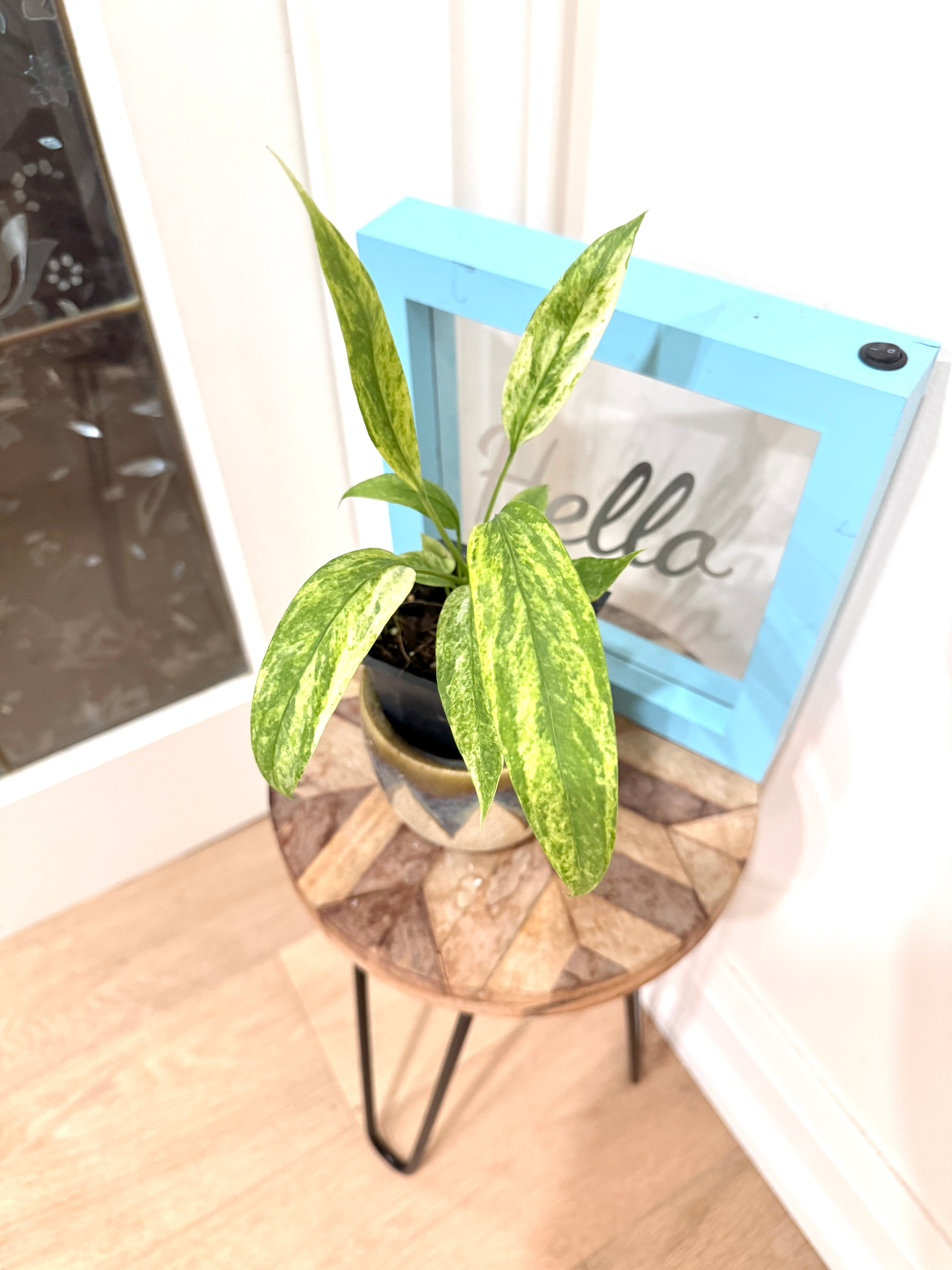 Anthurium Vittarifolium Variegated – Rare Tropical Plants Canada