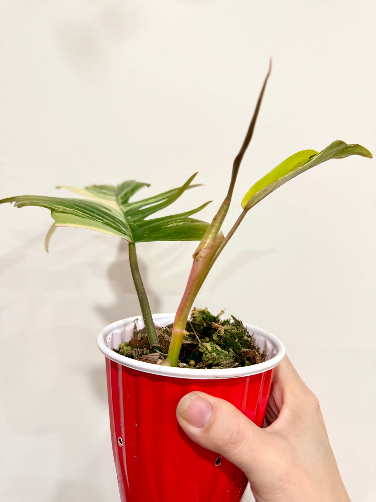 Philodendron Florida Beauty x Tortum