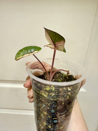 Alocasia Serendipity