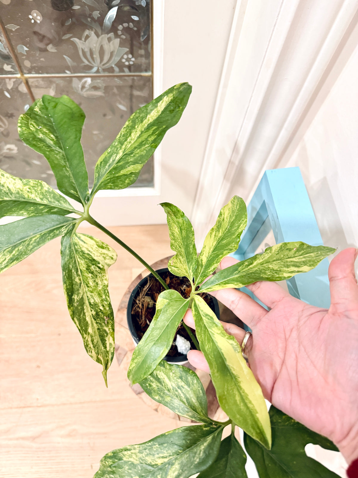 Anthurium clavigerum variegated