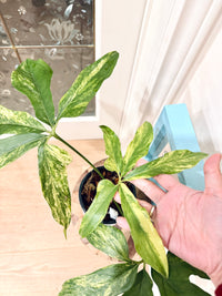 Anthurium clavigerum variegated