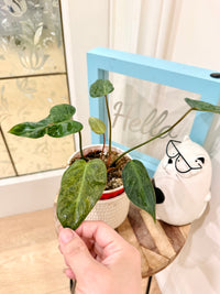 PHILODENDRON EL CHOCO RED X BILLIETIAE VARIEGATE