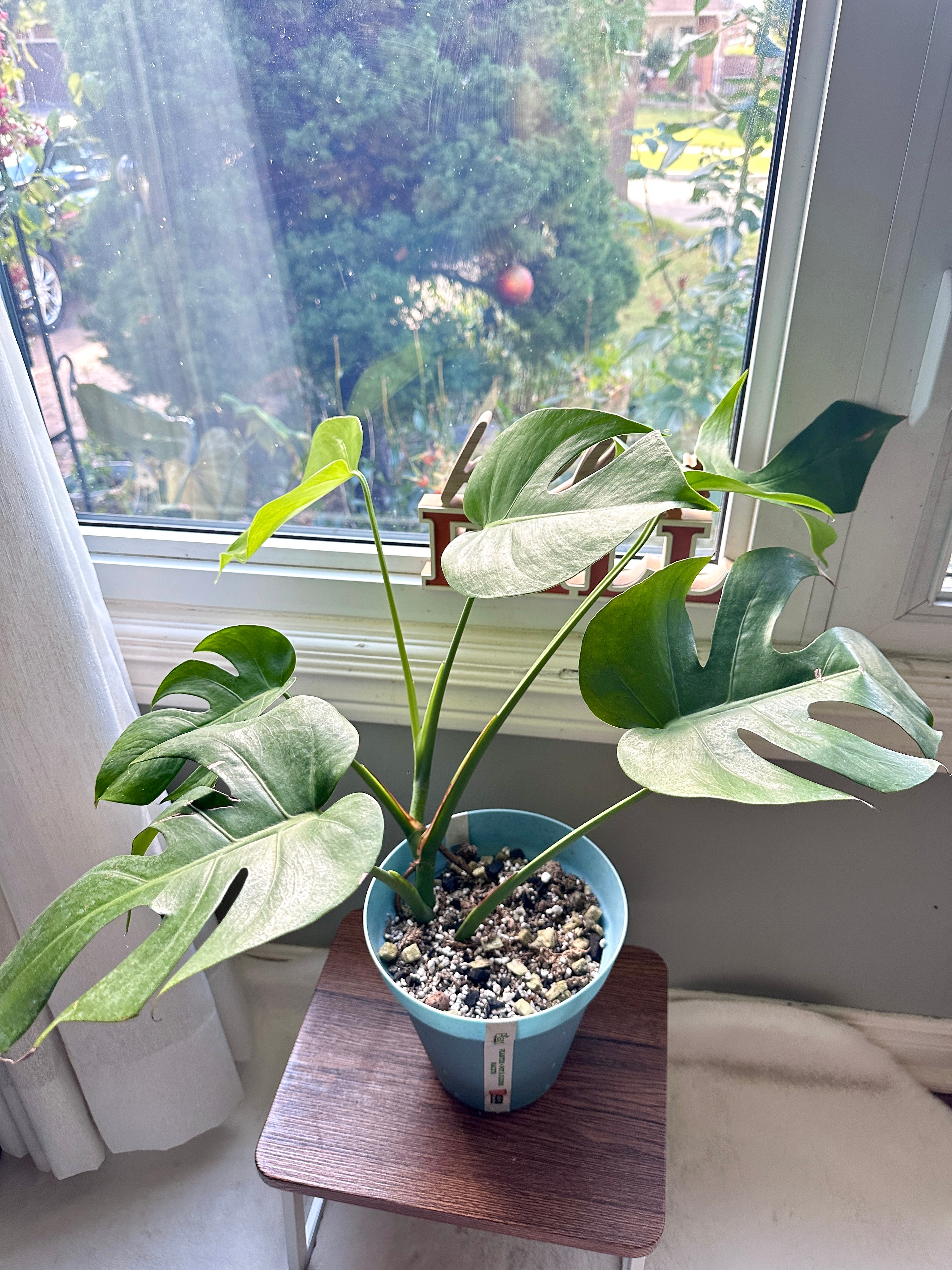 Monstera Macrocosm – Rare Tropical Plants Canada