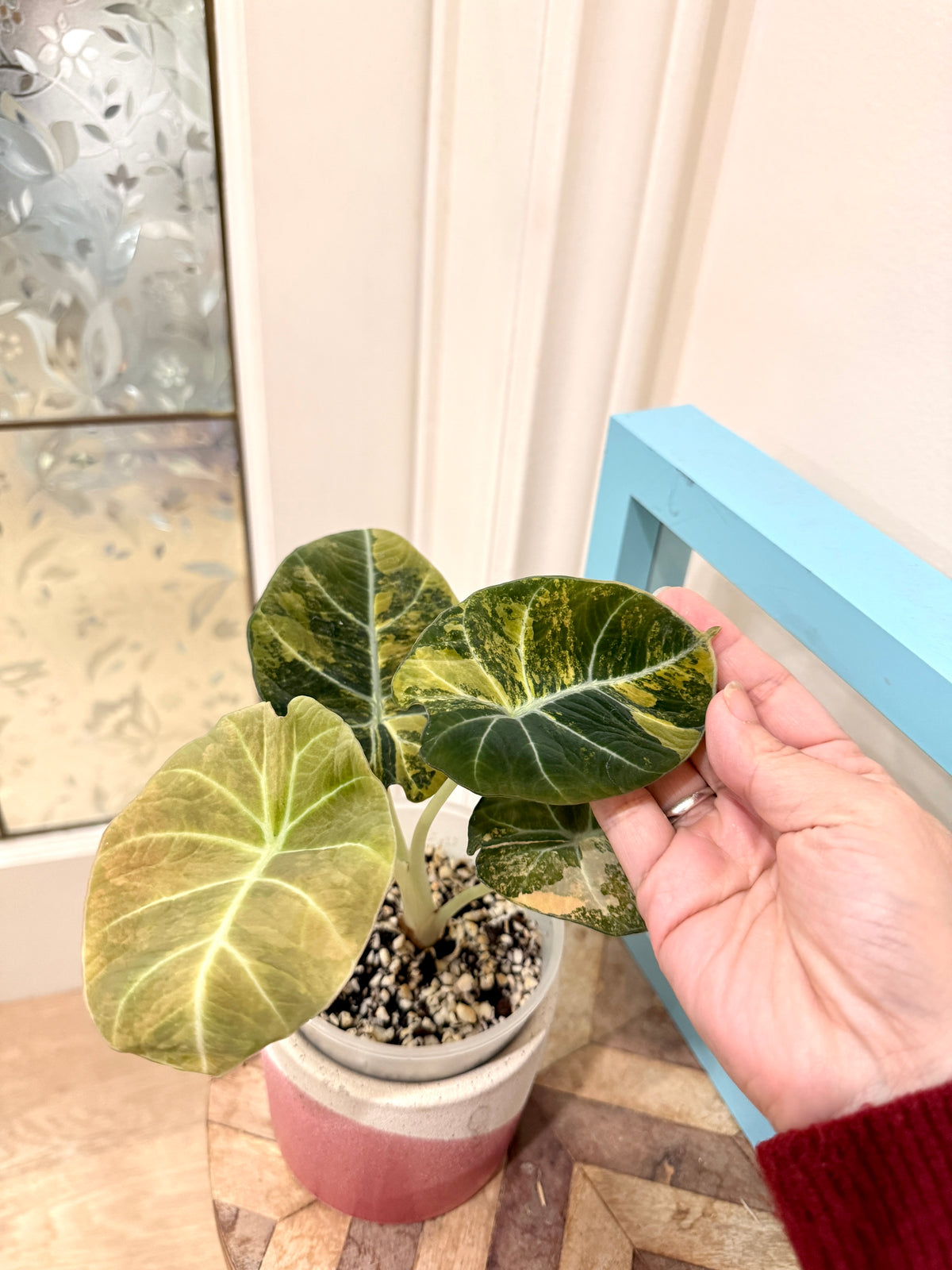 Alocasia Black Velvet Gold