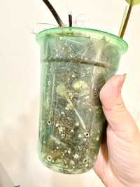Philodendron Mayoi