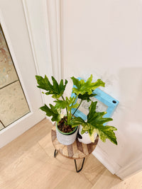 Philodendron Selloum Variegated