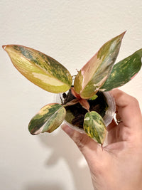 Philodendron Princess Tricolour