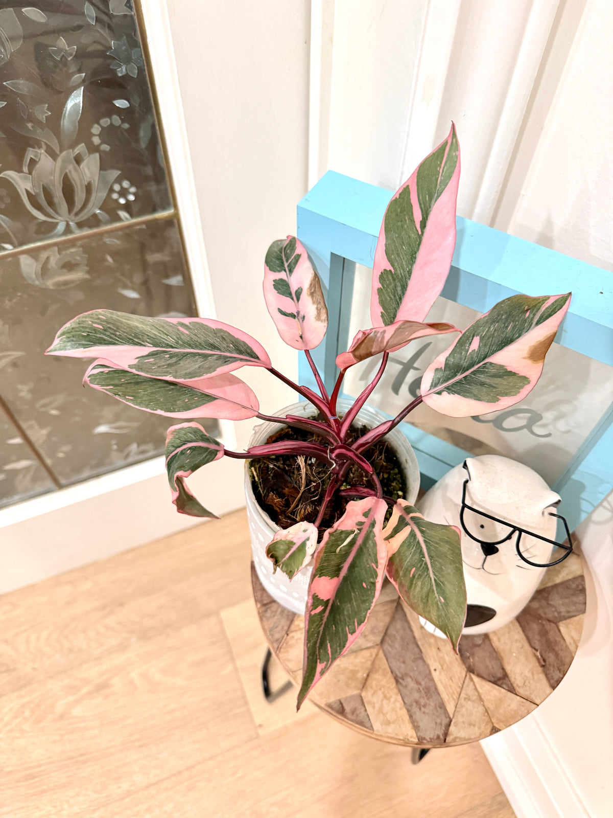 Philodendron Pink Princess Mutation