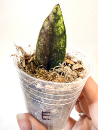 ZZ BLACK RAVEN VARIEGATED (Zamioculcas Zamiifolia Variegata)