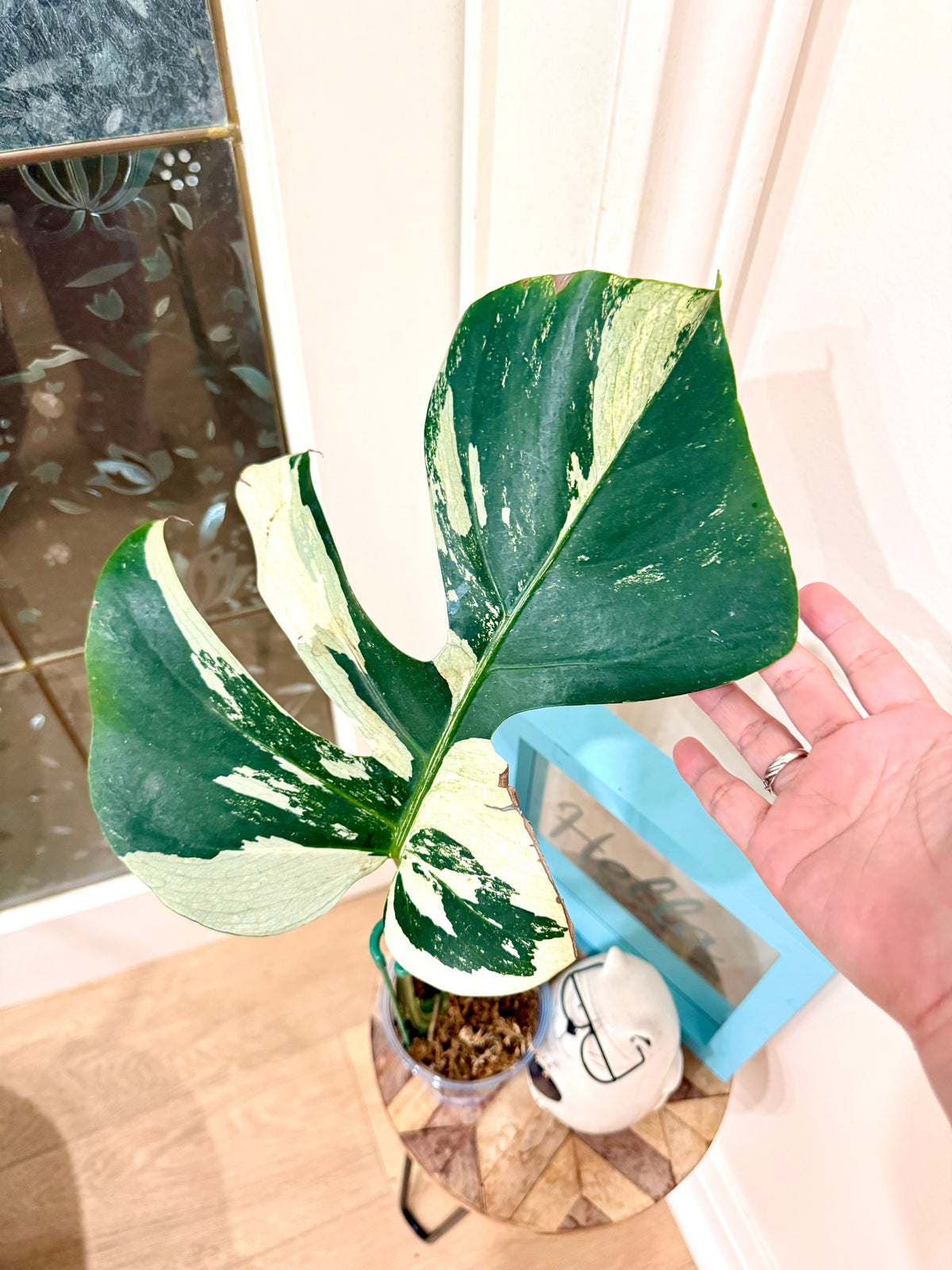 Monstera Jungle Mint