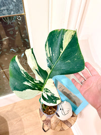 Monstera Jungle Mint