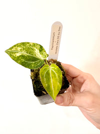 ANTHURIUM PAP X MICHELLE ZARA