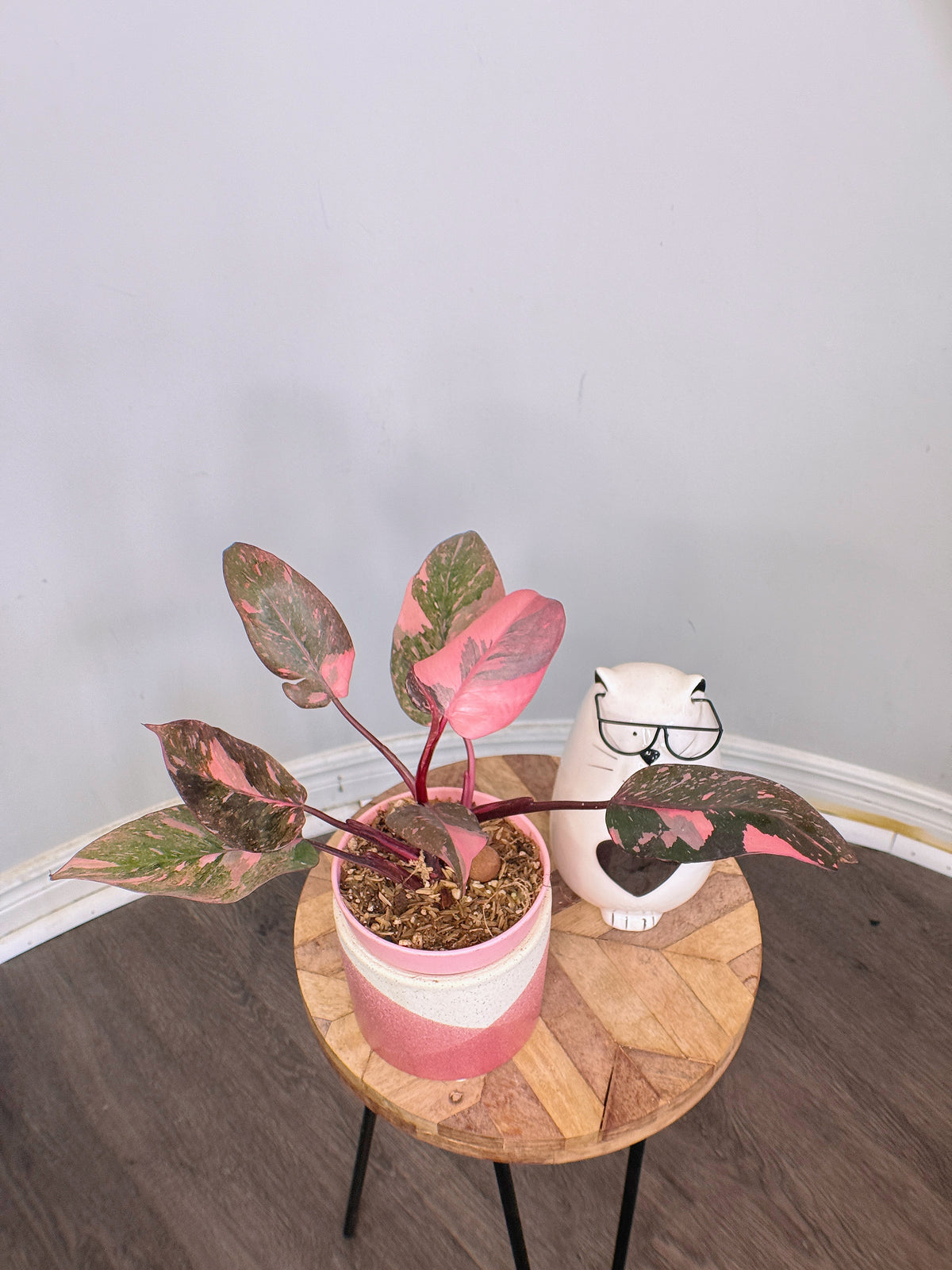 Philodendron Pink Princess Galaxy