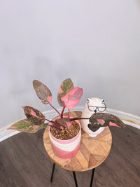 Philodendron Pink Princess Galaxy