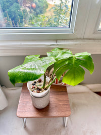 Monstera Compacta Cultivar