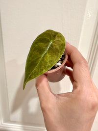 Alocasia Sedenii Aurea