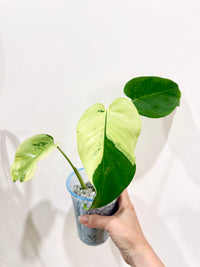 Monstera light lime