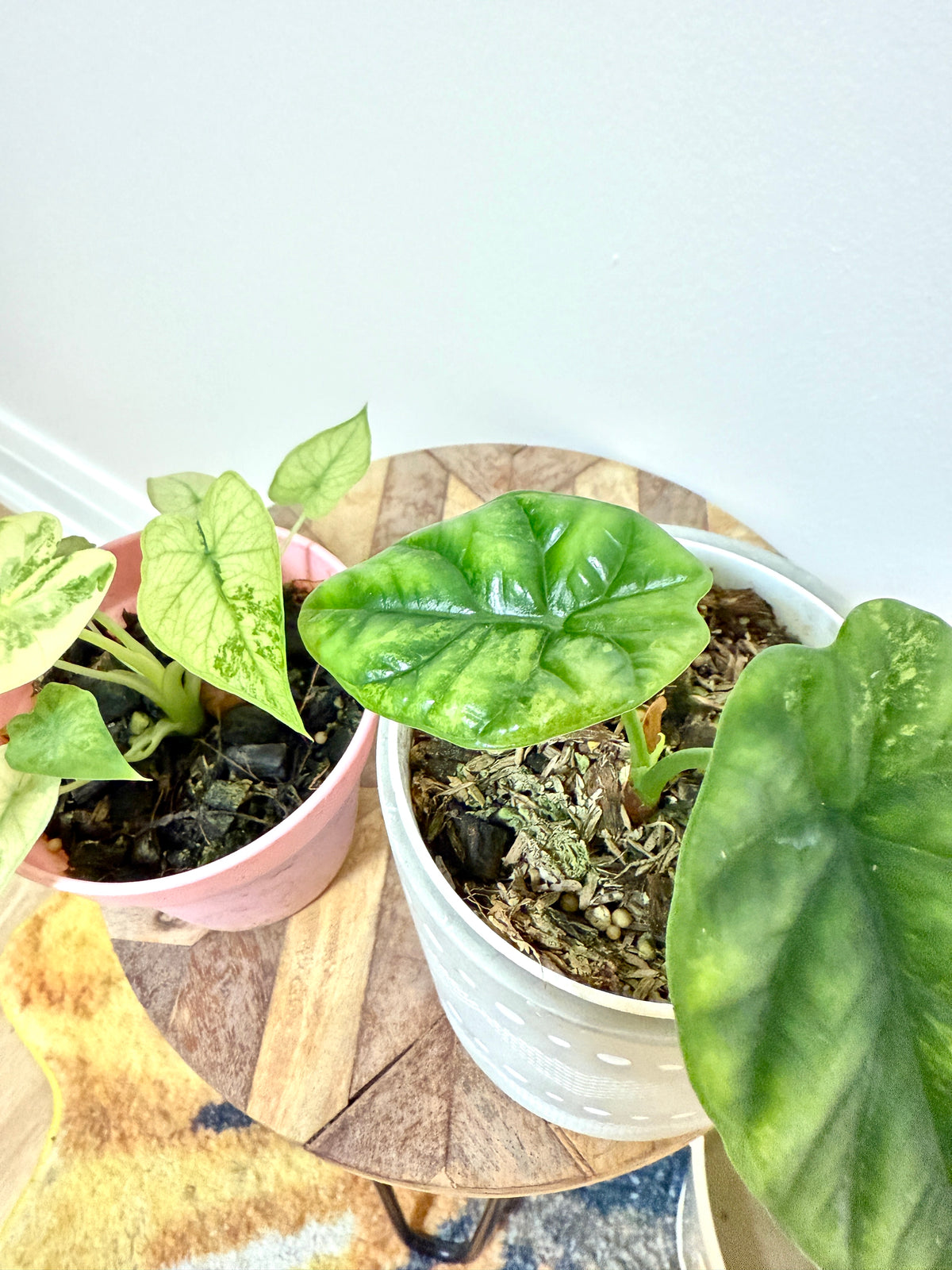 Combo Alocasia Sinuata Variegated & Gageana Mint