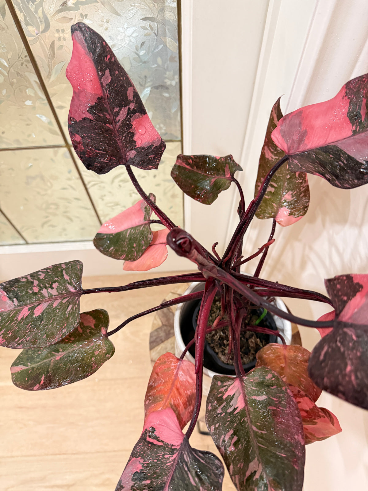 Philodendron Pink Princess Galaxy