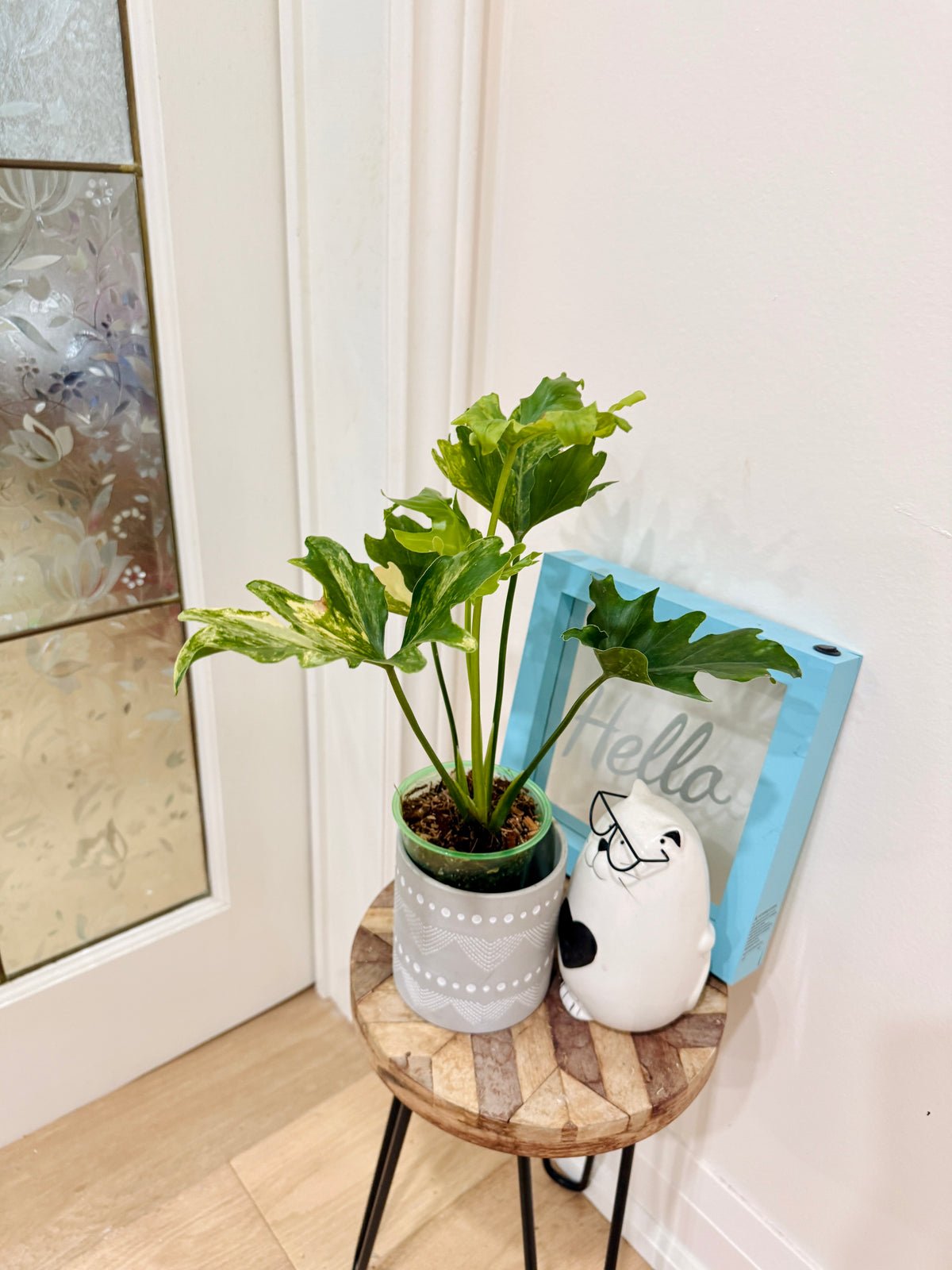 Philodendron Selloum Variegated