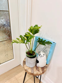 Philodendron Selloum Variegated
