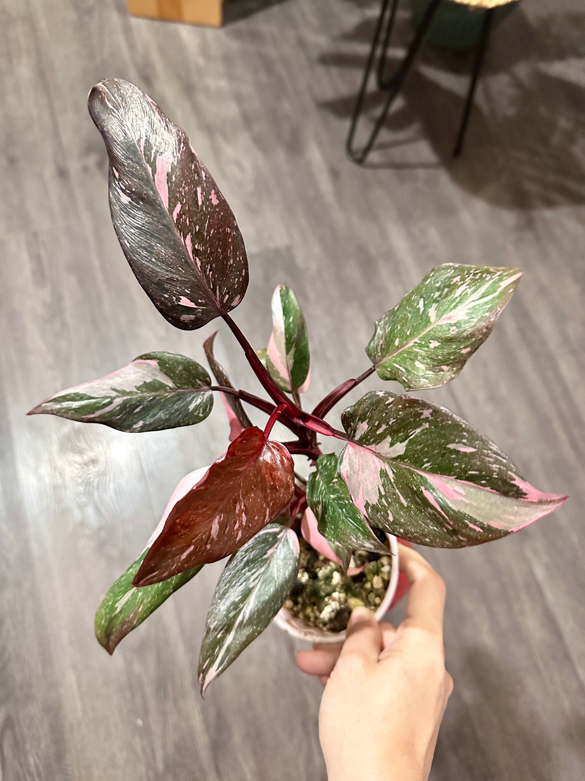 Philodendron Pink Princess Galaxy