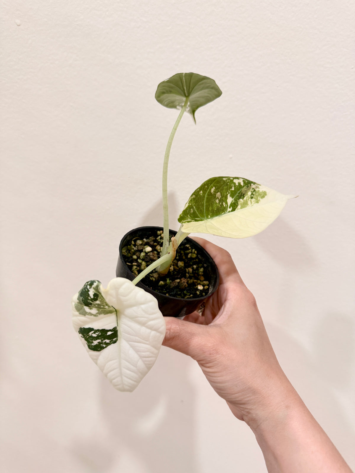 Alocasia Maharani Albo