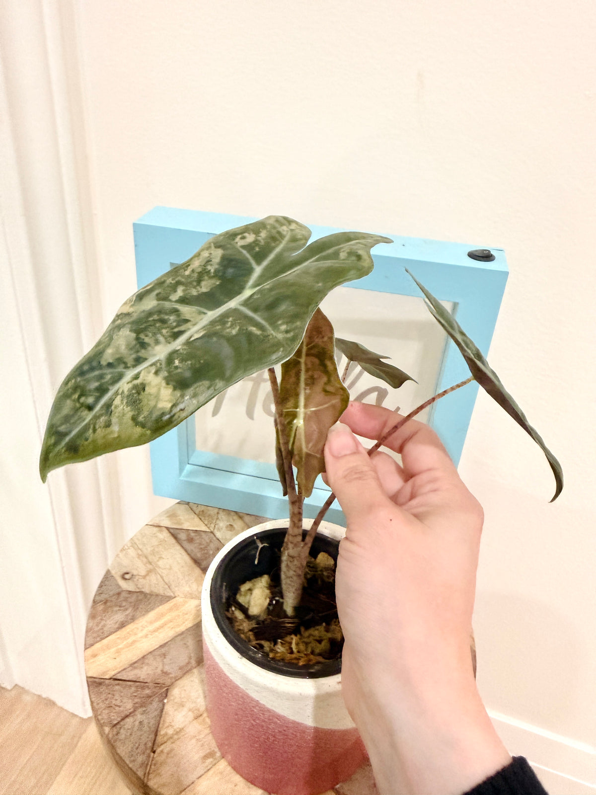 Alocasia Pseudo Pink