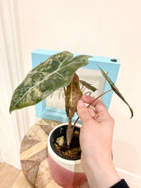 Alocasia Pseudo Pink