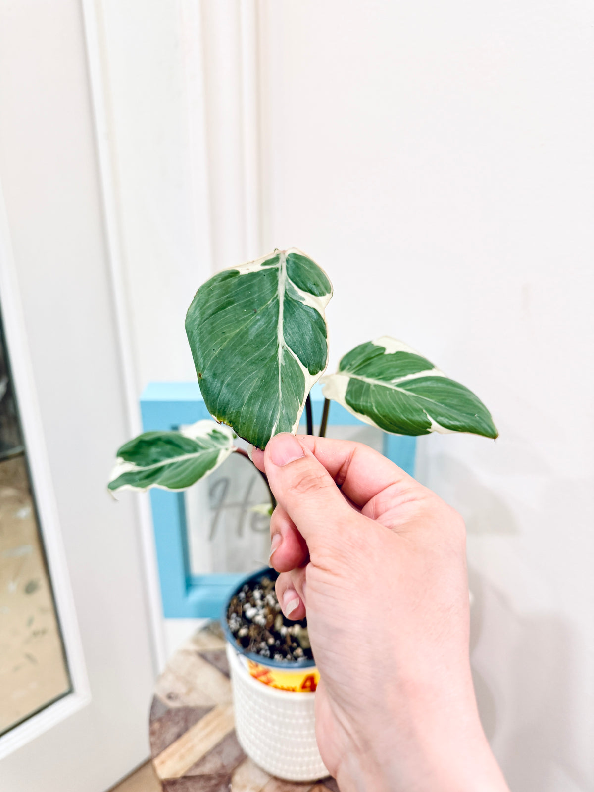 Homalomena Stardust Mutation