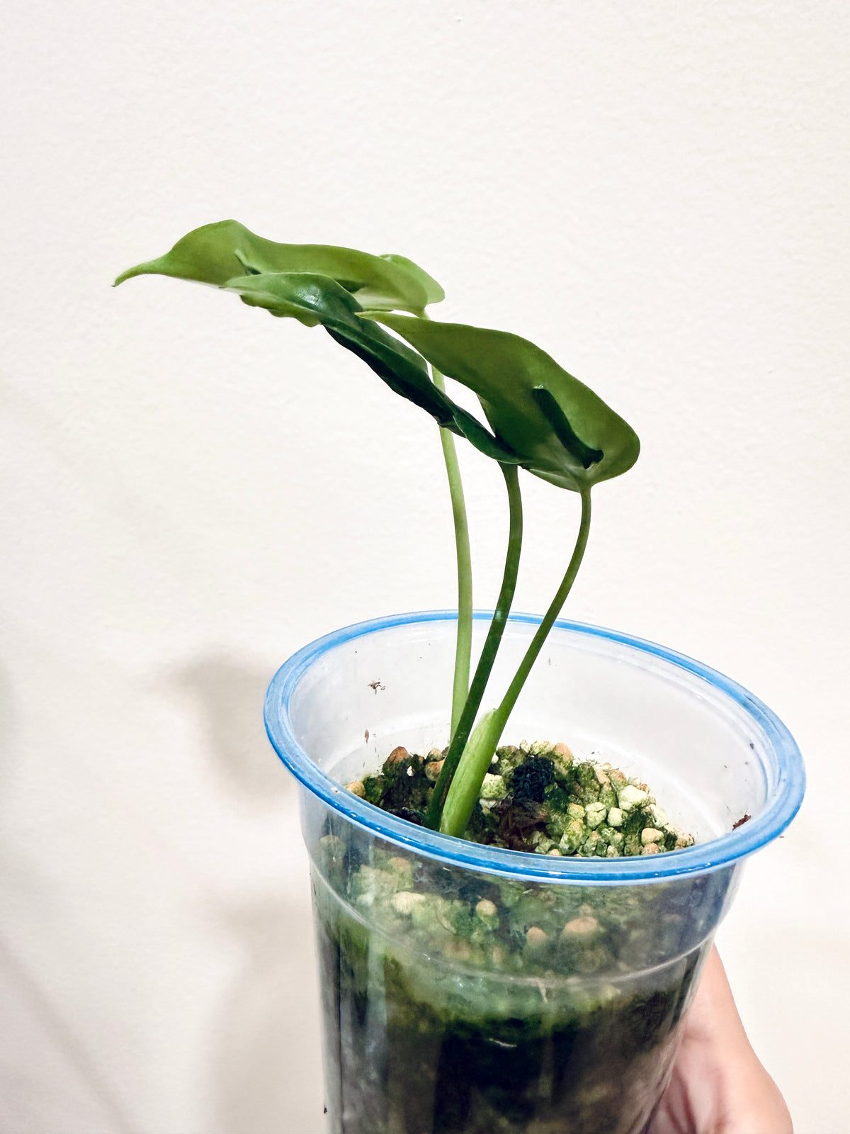MONSTERA HURRICANE
