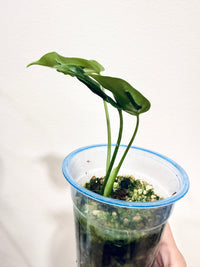 MONSTERA HURRICANE