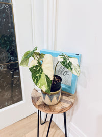 Philodendron Gloriosum Galaxy