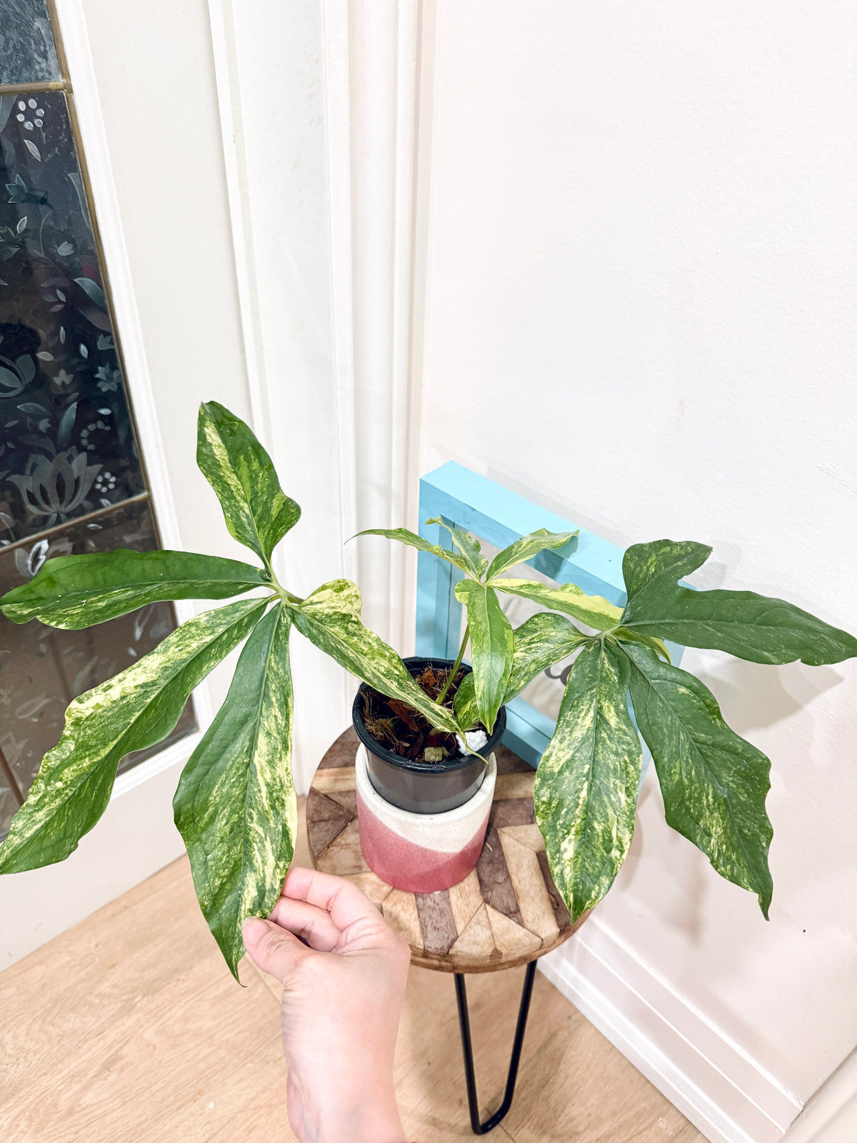 Anthurium clavigerum variegated