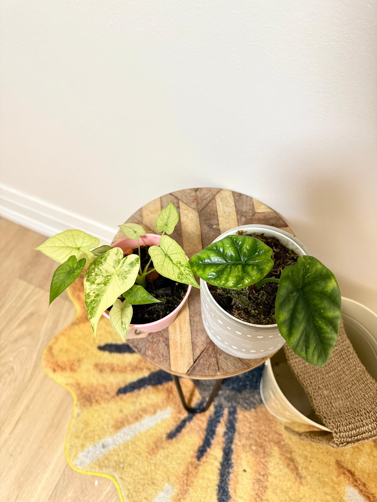 Combo Alocasia Sinuata Variegated & Gageana Mint
