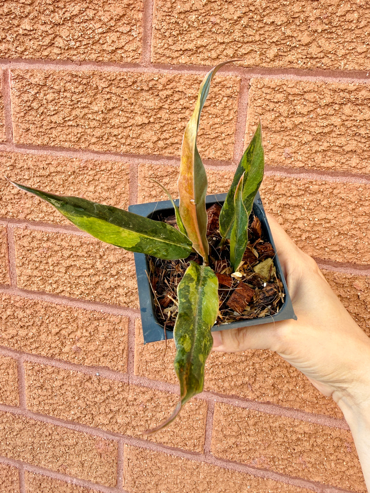 Philodendron Caramel Fire Tiger