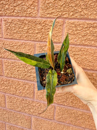 Philodendron Caramel Fire Tiger