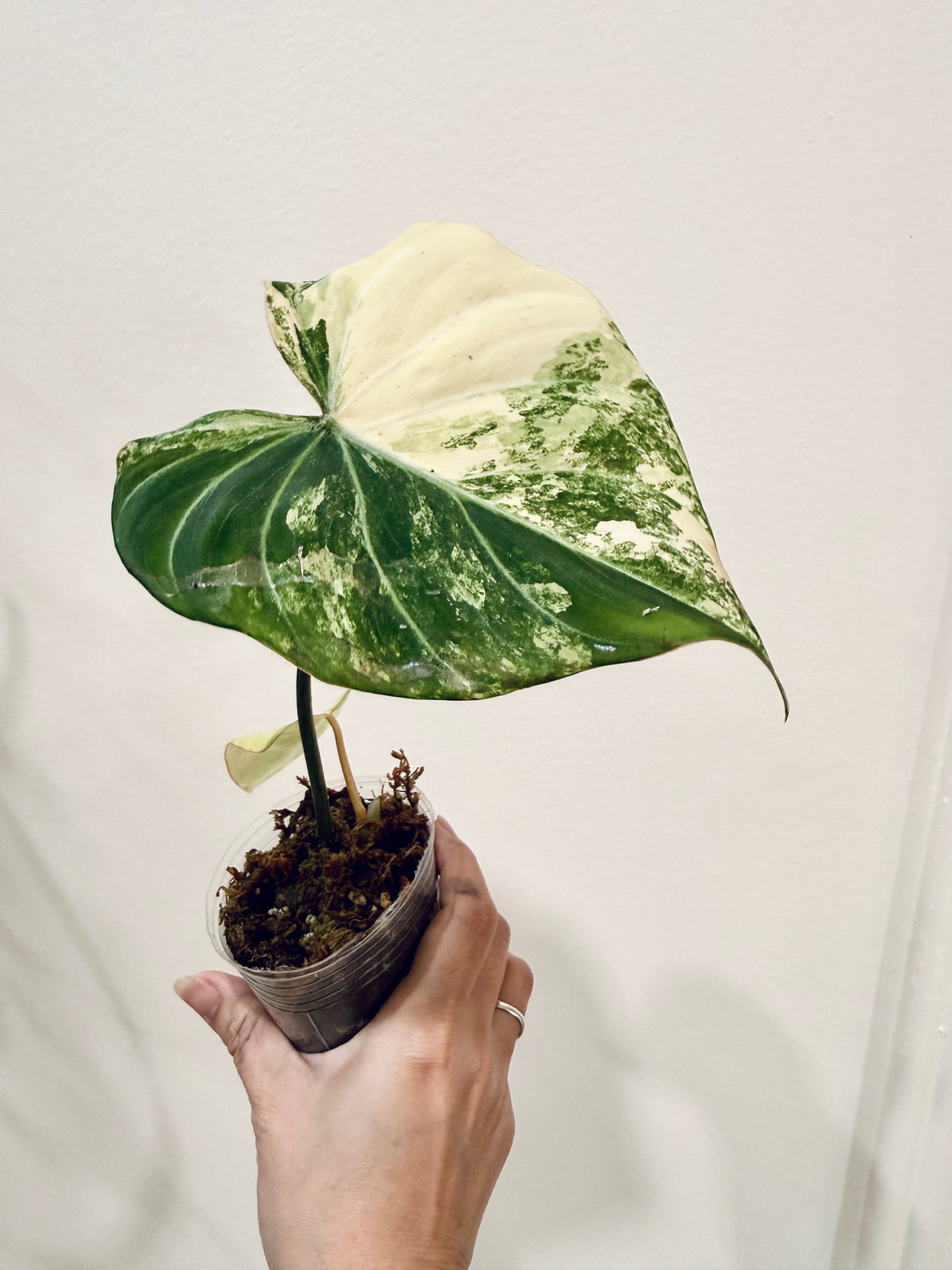 Philodendron Gloriosum Aurea