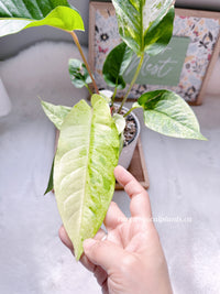 Anthurium Hookeri Variegated