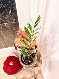 ZZPlant Aurea