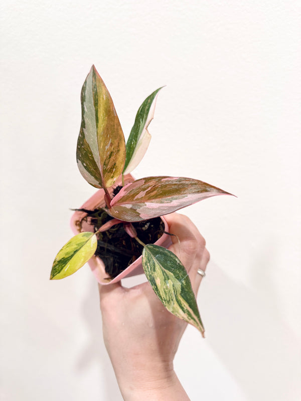 Philodendron Princess Tricolour