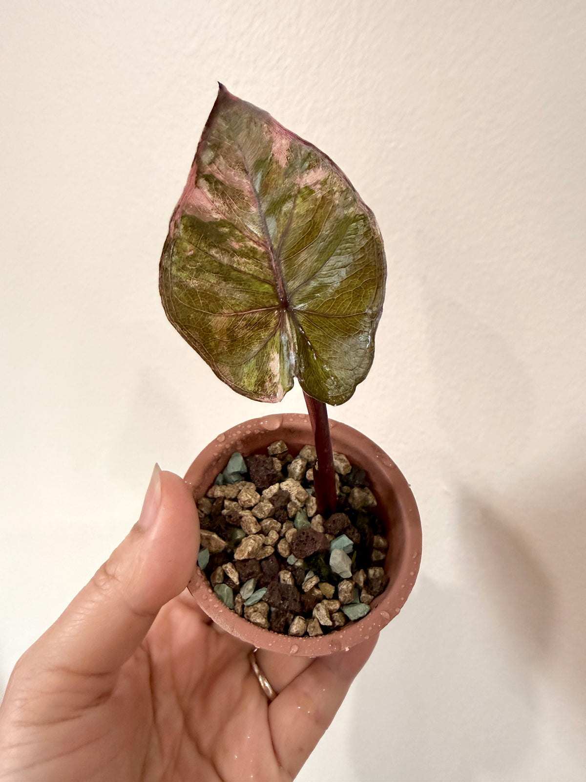 Alocasia Serendipity Variegated