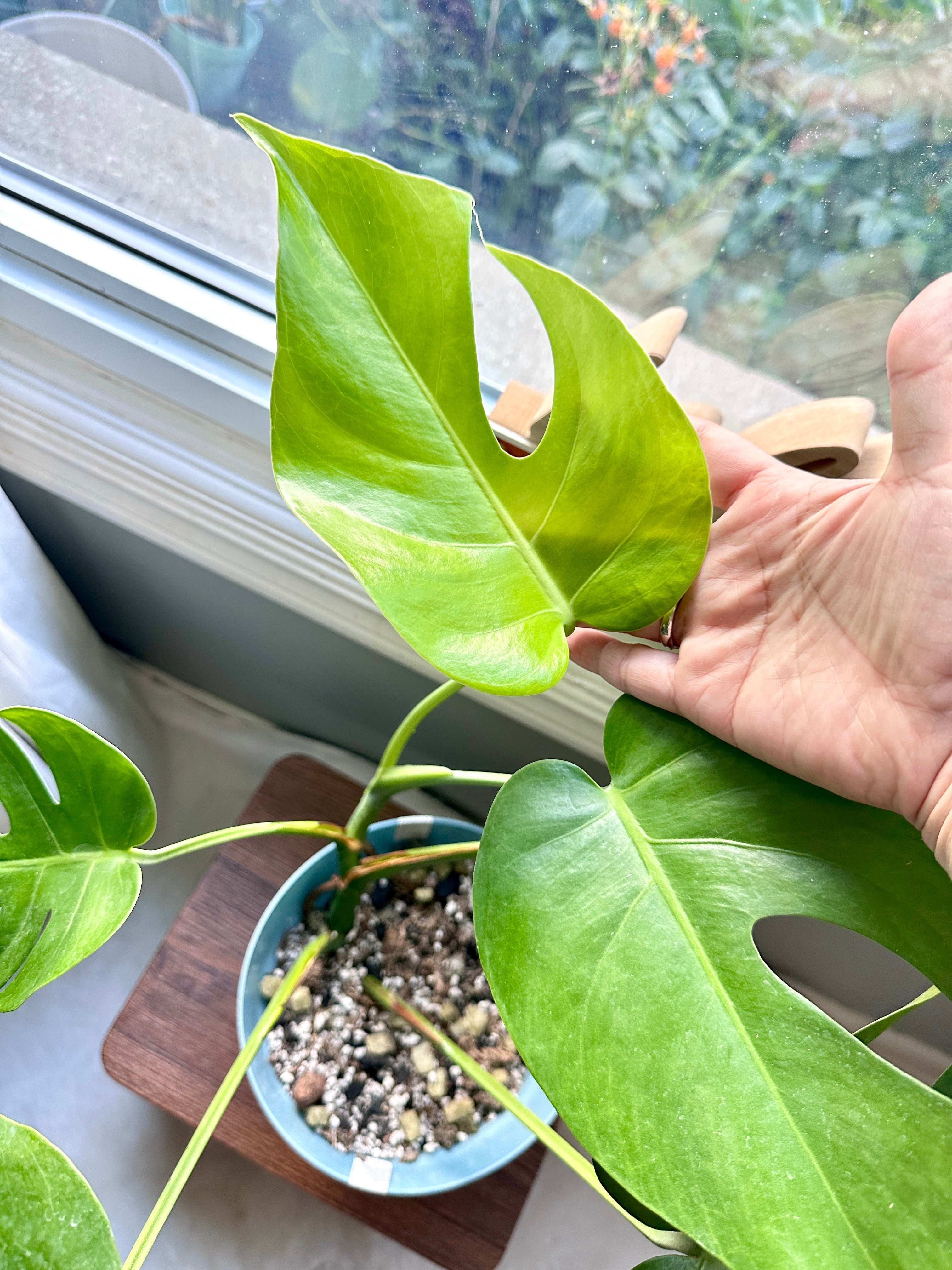 Monstera Macrocosm – Rare Tropical Plants Canada
