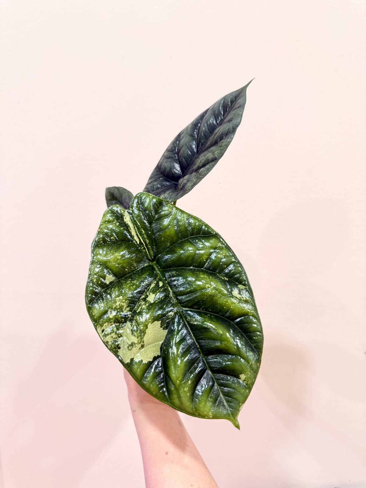 Alocasia Sinuata Albo