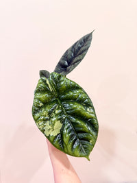 Alocasia Sinuata Albo