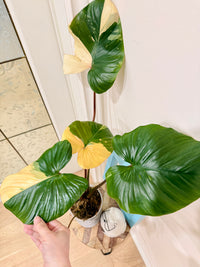 Homalomena Rubescen Peach