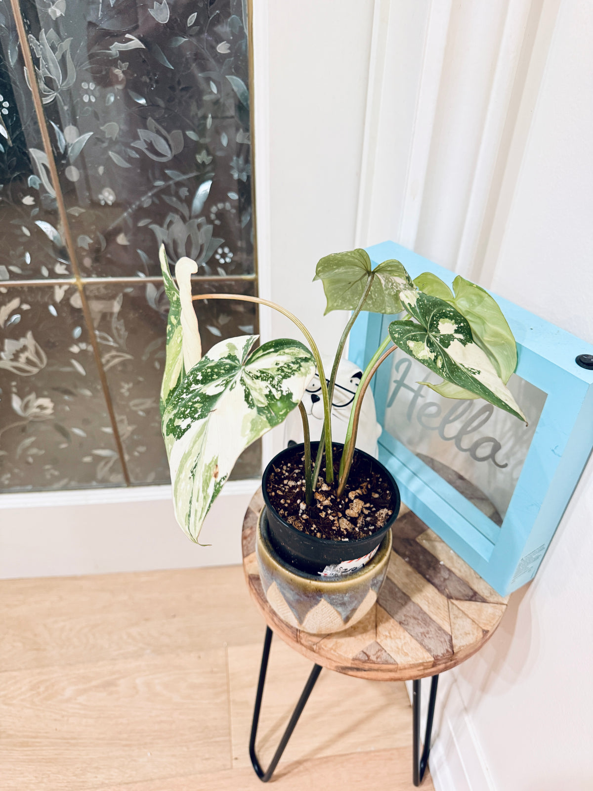Philodendron Gloriosum Galaxy